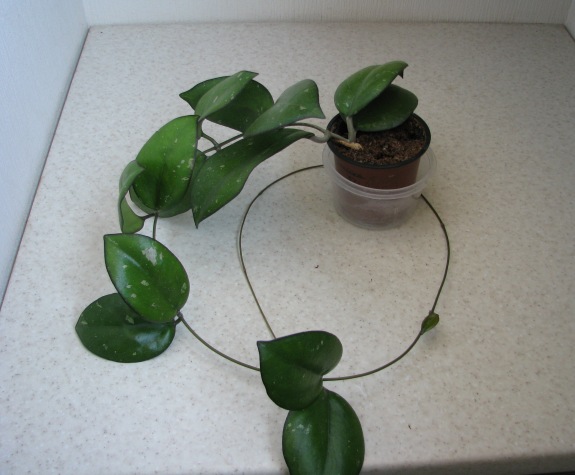 Hoya cv. Joy.JPG