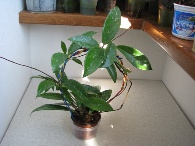 Hoya pubicalyx.JPG