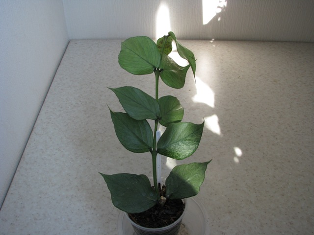 Hoya Polyneura broget.JPG