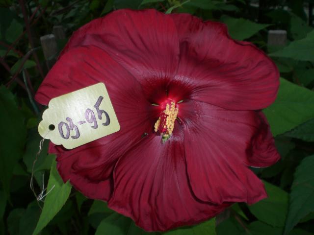 03-95, 2013, 120 грн.jpg