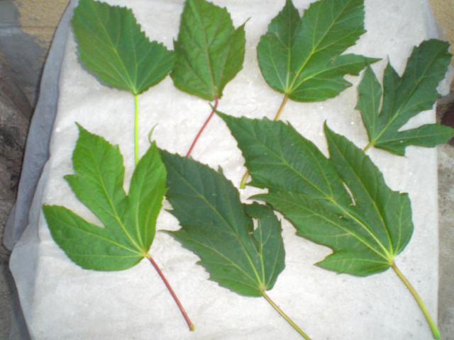 CIMG0559.jpg
