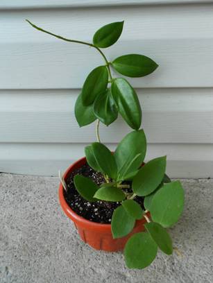 Hoya cv. Bent.jpg