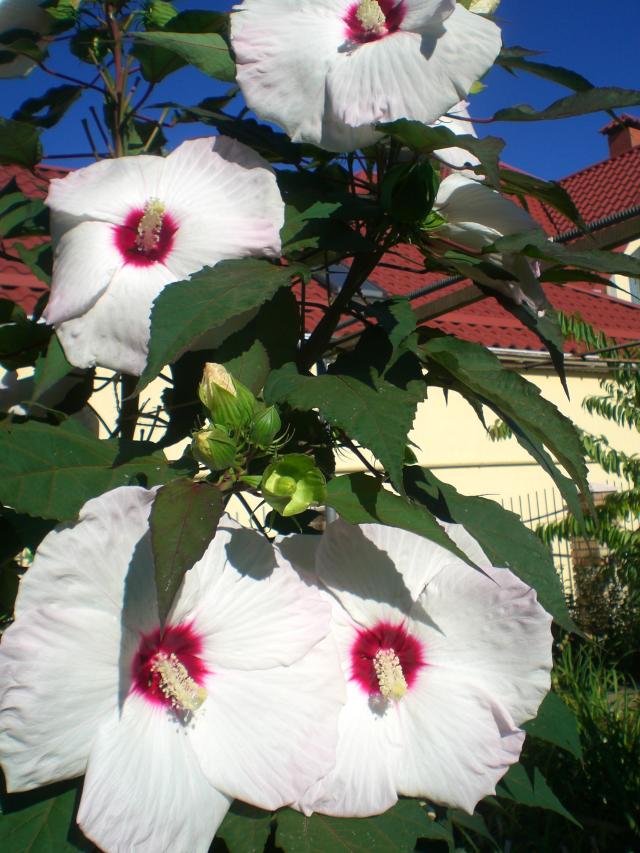 CIMG0322.jpg