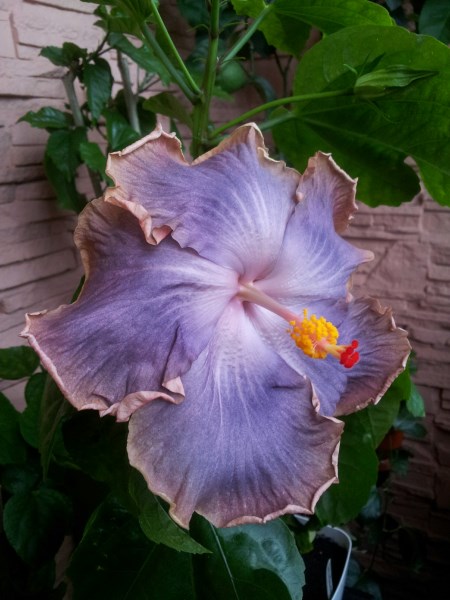 IMG_20130804_114436 (450 x 600).jpg
