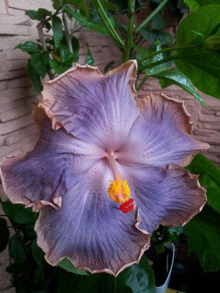 IMG_20130804_114505 (450 x 600).jpg