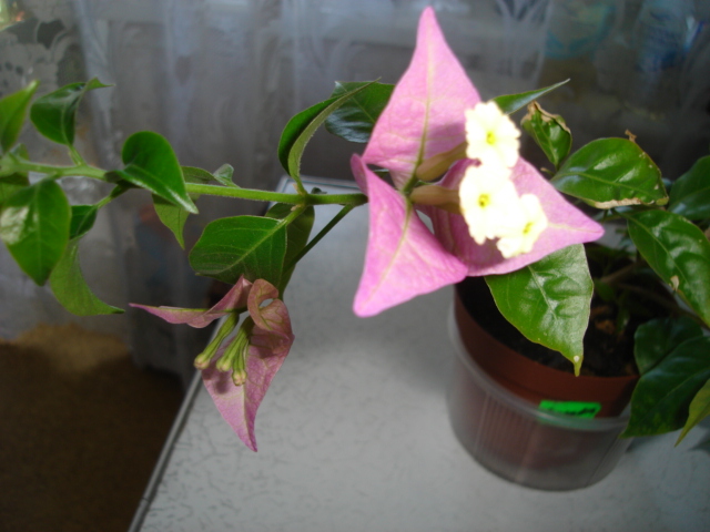 DSC00362.JPG