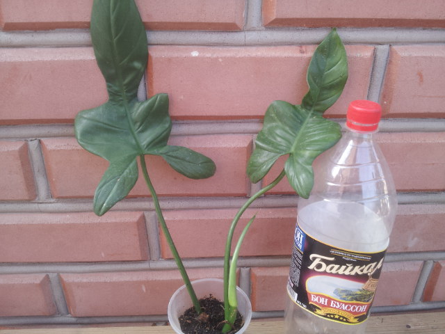 20130809_075708.jpg