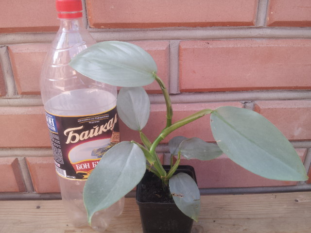 20130809_084337.jpg