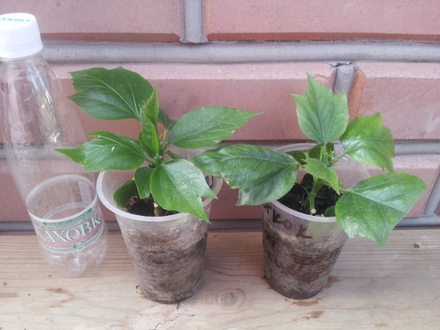 20130809_075545.jpg