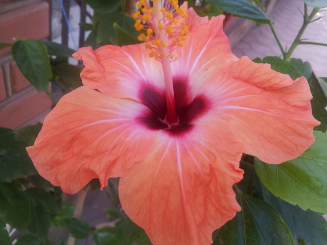 20130809_090905.jpg