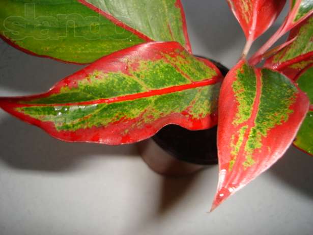 aglaonema.jpg