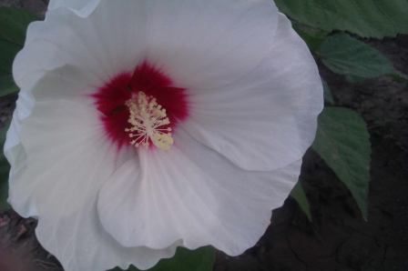 IMAG0062.jpg