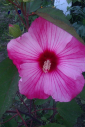 IMAG0196.jpg