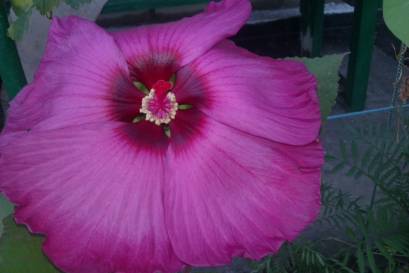 IMAG0205.jpg