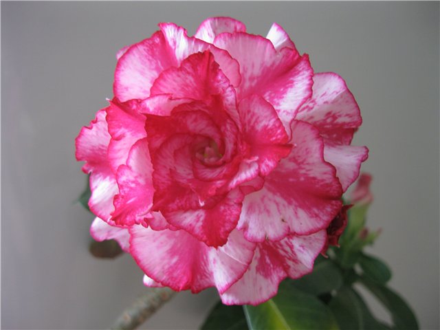 a74ffe6eaf68.jpg