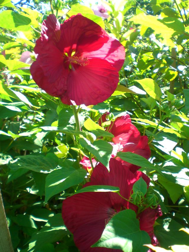 CIMG0699.jpg