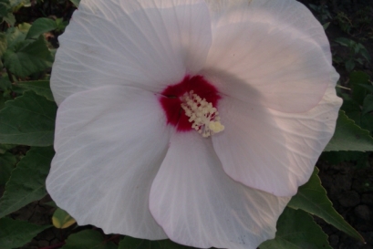 IMAG0243.jpg