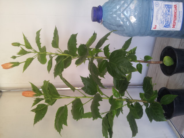 20130811_154334.jpg