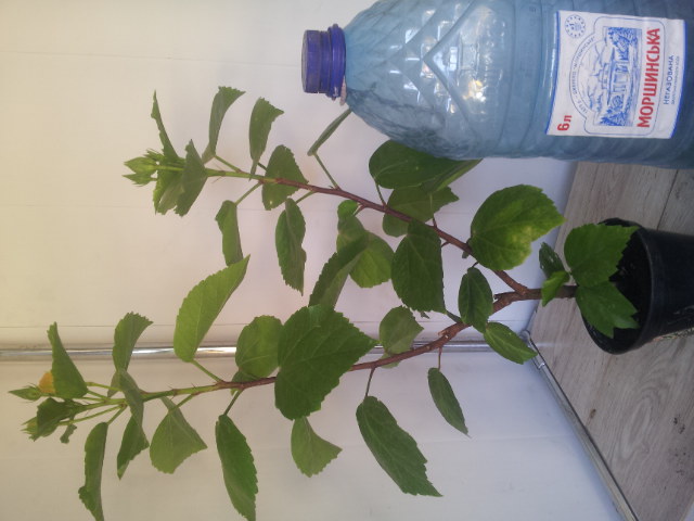 20130811_154512.jpg