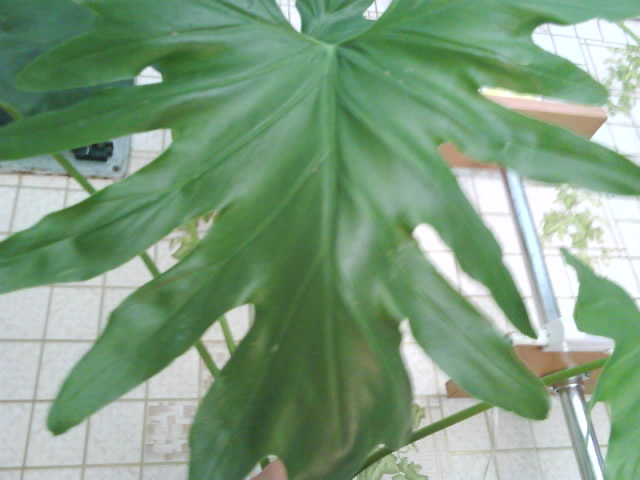 DSC00500.JPG
