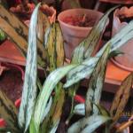 IMG_0792.JPG