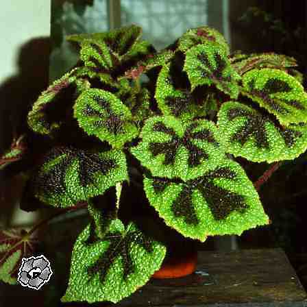 begonia_masoniana.jpg