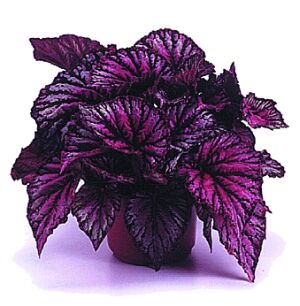 begonia-2.jpg