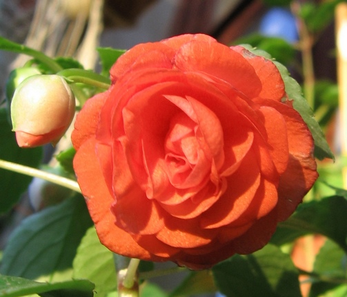 F.Orange.jpg