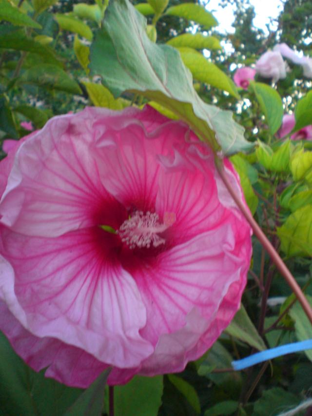 CIMG0808.jpg