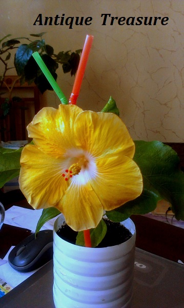 IMAG0437.jpg