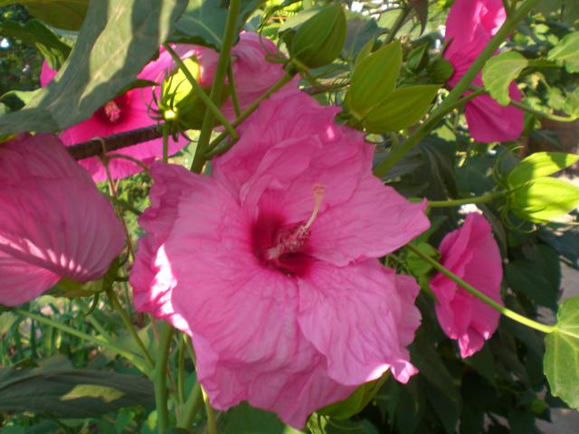 CIMG0714.jpg