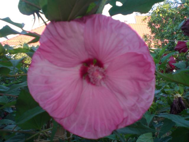 CIMG0480.jpg