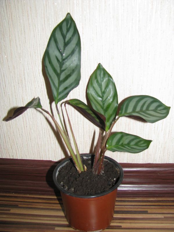 Ctenanthe oppenheimiana.JPG