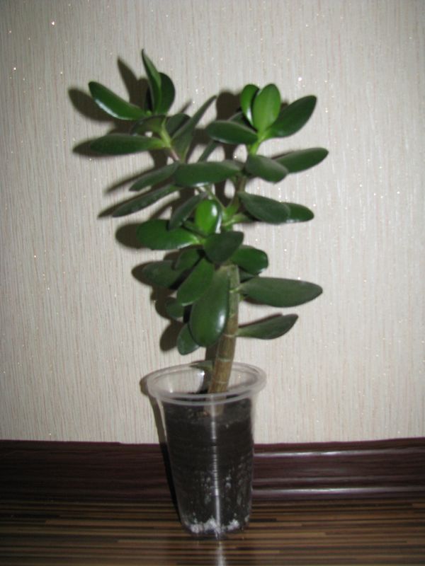 IMG_1846.JPG