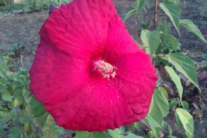 IMAG0229.jpg