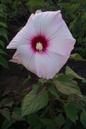 IMAG0308.jpg