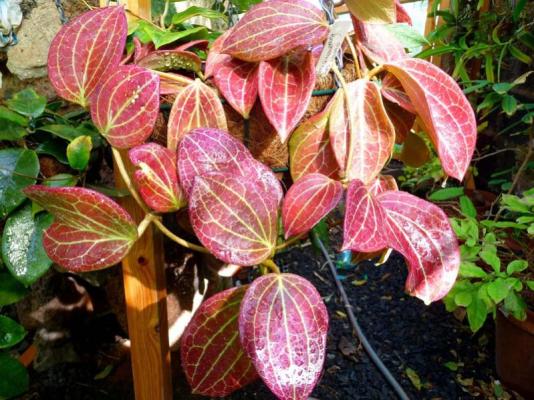 Hoya quinquenervia.jpg