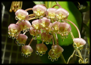 Hoya_pallilimba_Kleijn_et_van_Donkelaar-2001_001.jpg