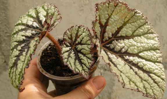 DSCN2368.JPG