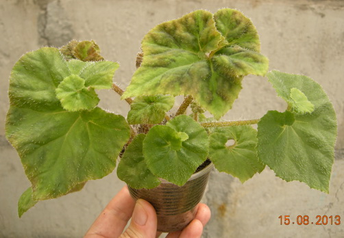 DSCN2369.JPG