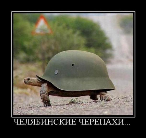 черепаха.jpg
