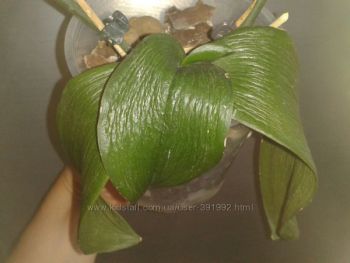 мини марк.jpg