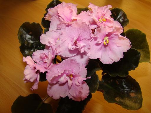 DSC03945.JPG