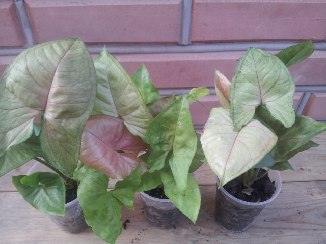 20130817_072309.jpg