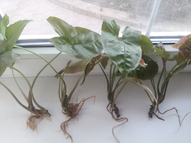 20130817_072924.jpg