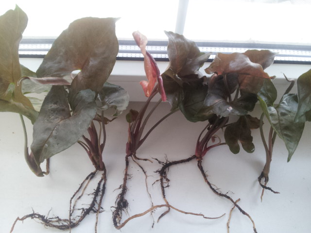 20130817_095600.jpg