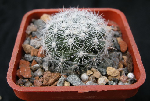 Mam.candida SB 466.JPG