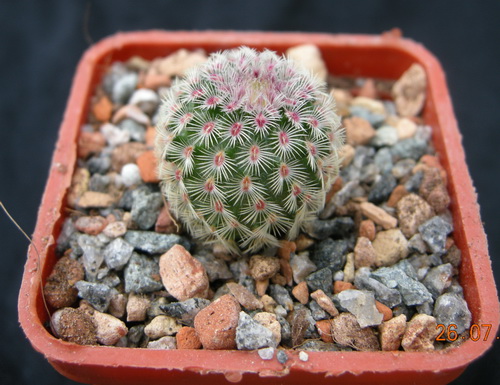 Echinocer.pectinatus v.rubrispinus L 088 S.Obscura.JPG
