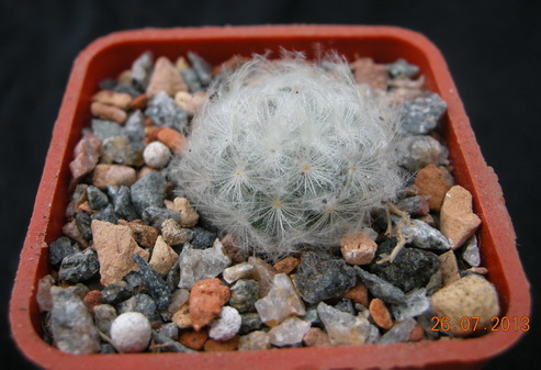 Mam.plumosa Cuidad Victoria.JPG