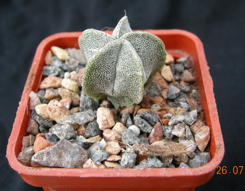 Astro.myriostigma v.potosinum.JPG